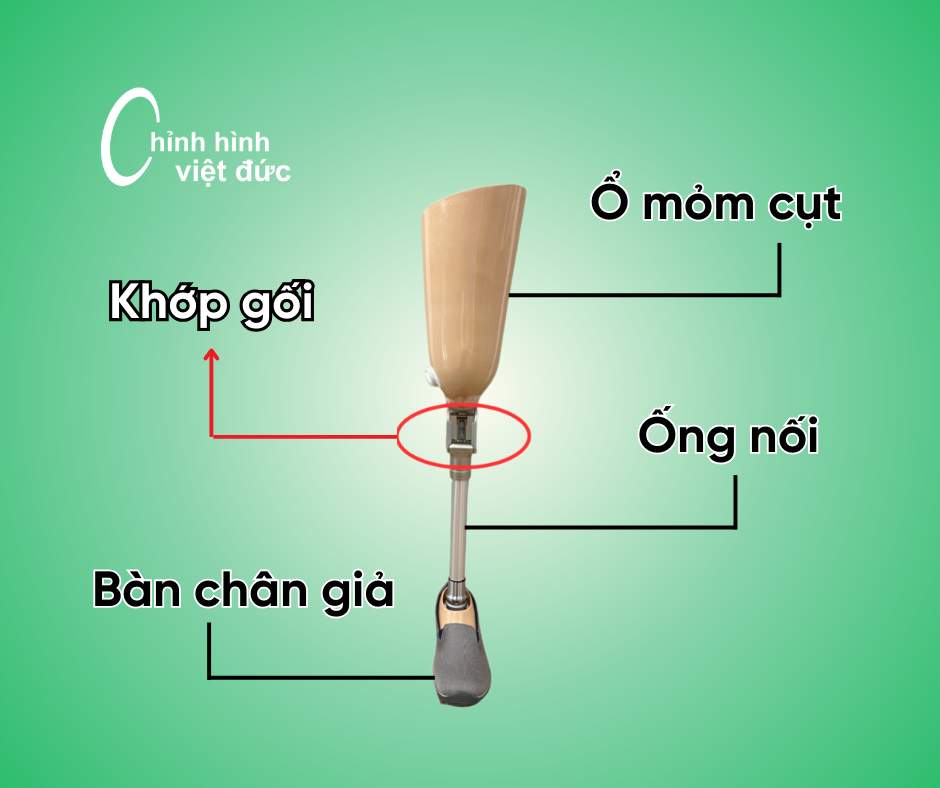 Các bộ phận hình thành chân giả tháo khớp gối